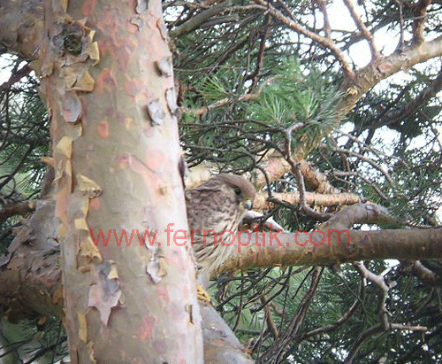 Jungvogel Turmfalke