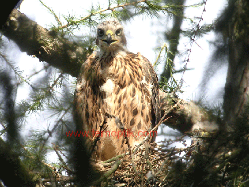 Jungvogel Habicht