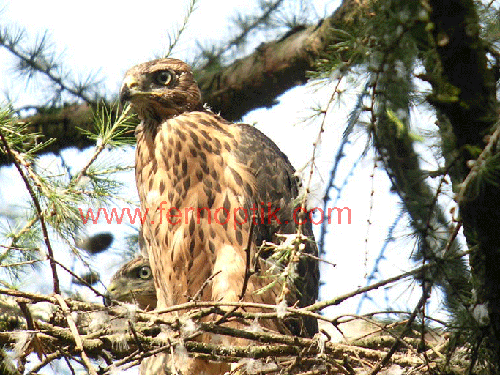 Jungvogel Habicht